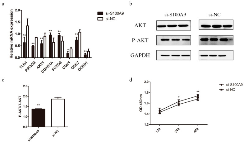 <i>S100A9</i> Affects Milk Protein Content by Regulating Amino Acid Transporters and the PI3K-Akt, WNT, and mTOR Signaling Pathways.