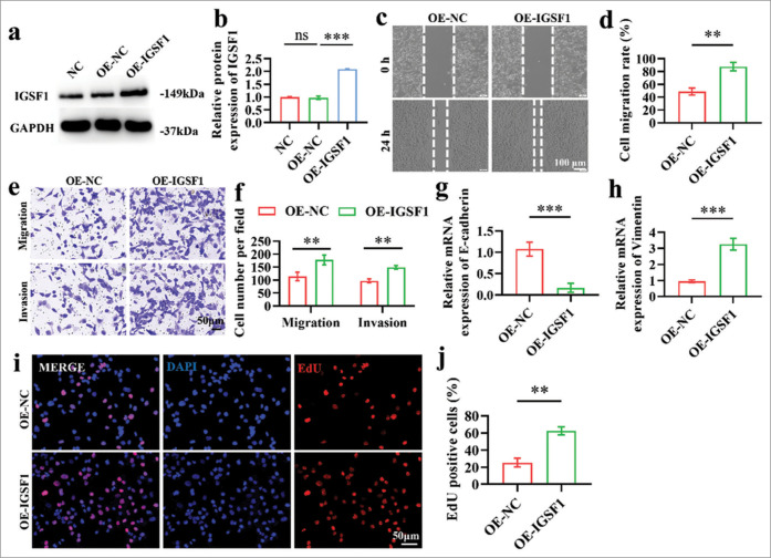Immunoglobulin superfamily member 1 upregulates myc proto-oncogene to accelerate invasion and metastasis of endometrial cancer: Molecular mechanisms and therapeutic prospects.