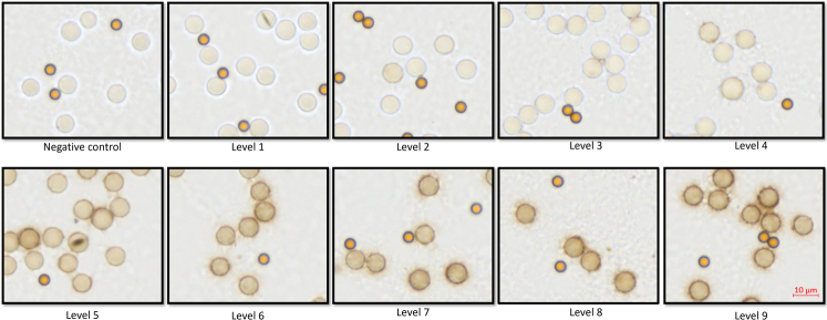 Comparing the Sensitivity of HER2 Epitope Detection of HercepTest mAb pharmDx (Dako Omnis, GE001) and Ventana PATHWAY Anti-HER-2/neu (4B5) Using IHC Calibrators.