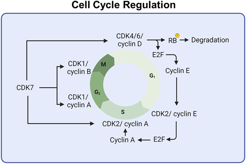 The involvement of cyclin-dependent kinase 7 (CDK7) and 9 (CDK9) in coordinating transcription and cell cycle checkpoint regulation.