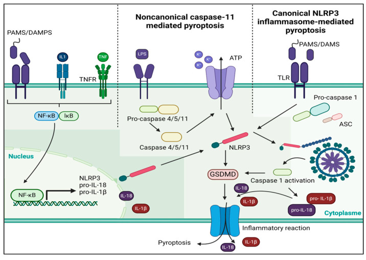Role of NLRP3 Inflammasome in Heart Failure Patients Undergoing Cardiac Surgery as a Potential Determinant of Postoperative Atrial Fibrillation and Remodeling: Is SGLT2 Cotransporter Inhibition an Alternative for Cardioprotection?