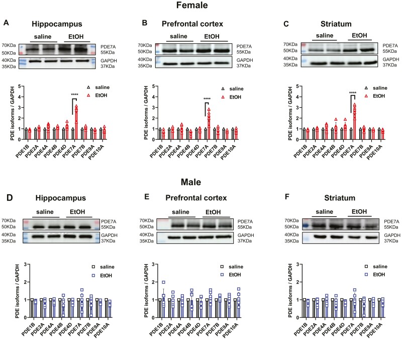 Correction to: Identification of Phosphodiesterase-7A (PDE7A) as a Novel Target for Reducing Ethanol Consumption in Mice.
