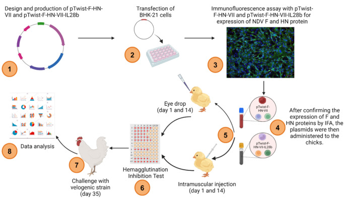 Development of a genotype-matched Newcastle disease DNA vaccine candidate adjuvanted with IL-28b for the control of targeted velogenic strains of Newcastle disease virus in Africa.
