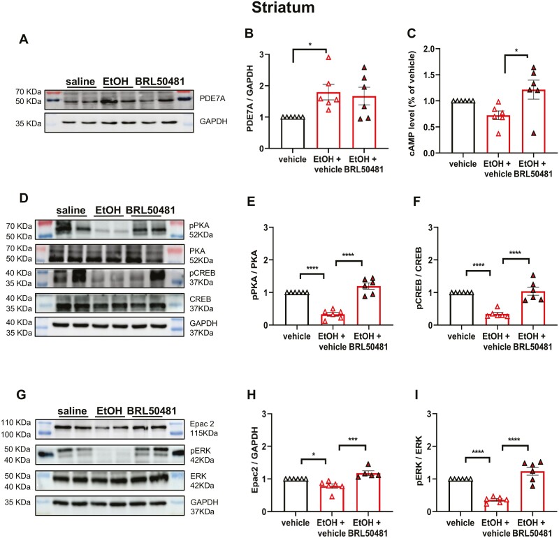Correction to: Identification of Phosphodiesterase-7A (PDE7A) as a Novel Target for Reducing Ethanol Consumption in Mice.