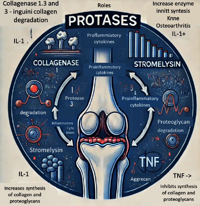 Addressing Knee Osteoarthritis Pathology Through Platelet-Rich Plasma Treatment: A Comprehensive Review.