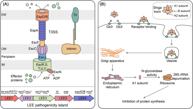 Key roles of two-component systems in intestinal signal sensing and virulence regulation in enterohemorrhagic Escherichia coli.