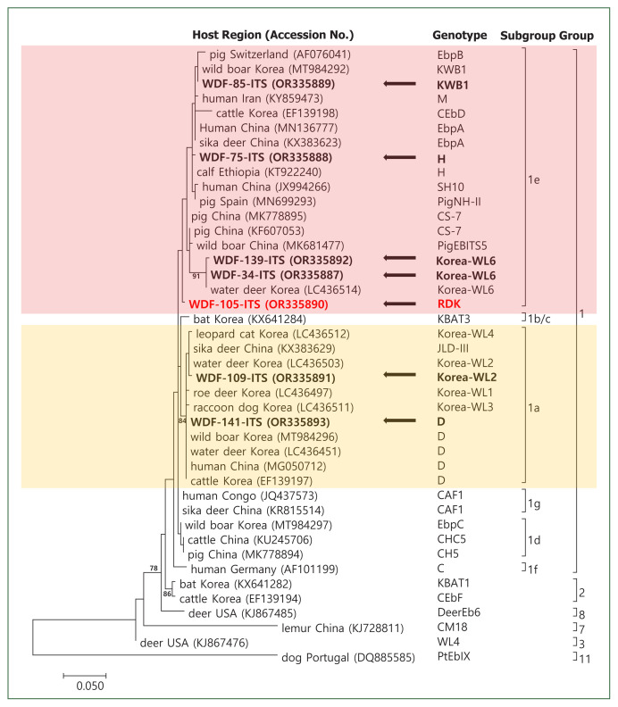Genotypic analysis of zoonotic Enterocytozoon bieneusi in wild deer in Korea.