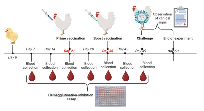 Development of a genotype-matched Newcastle disease DNA vaccine candidate adjuvanted with IL-28b for the control of targeted velogenic strains of Newcastle disease virus in Africa.