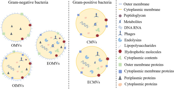 Impact of probiotics-derived extracellular vesicles on livestock gut barrier function.