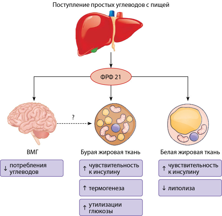 [Non-classical hormones from the fibroblast growth factor family].