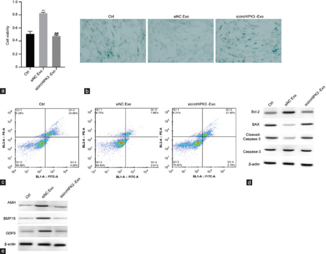 Adipose-derived stem cells exosomal circHIPK3 protects ovarian function by regulating MAPK signaling.