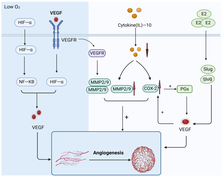 Research Advances in Adenomyosis-Related Signaling Pathways and Promising Targets.