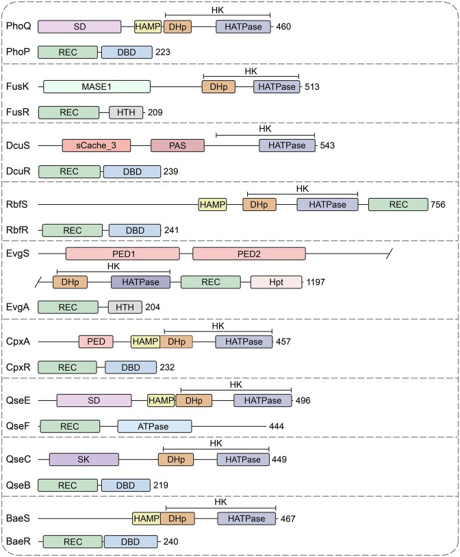 Key roles of two-component systems in intestinal signal sensing and virulence regulation in enterohemorrhagic Escherichia coli.