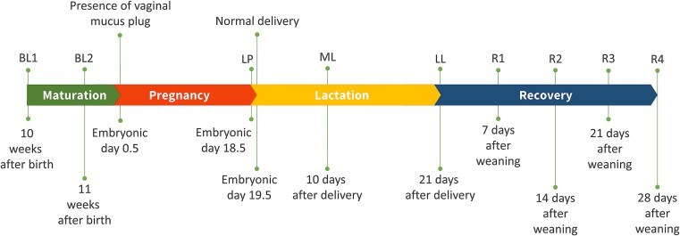 Maternal loss of 24-hydroxylase causes increased intestinal calcium absorption and hypercalcemia during pregnancy but reduced skeletal resorption during lactation in mice.