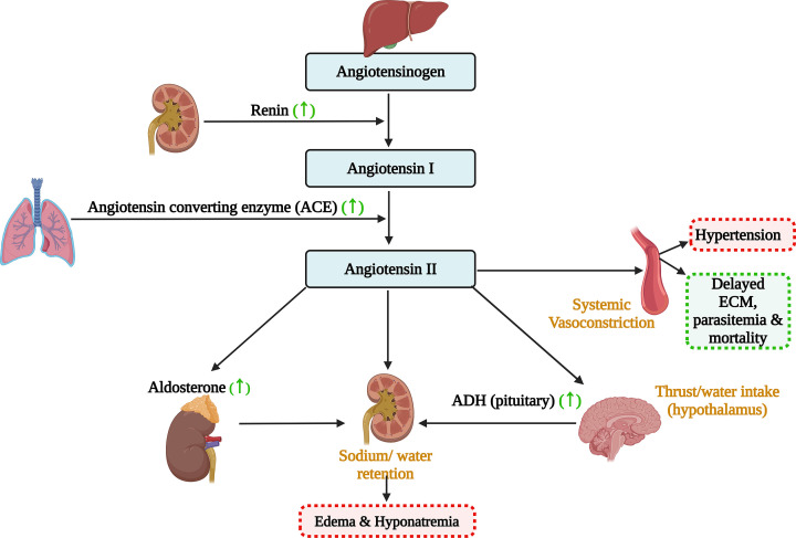 Hormones in malaria infection: influence on disease severity, host physiology, and therapeutic opportunities.