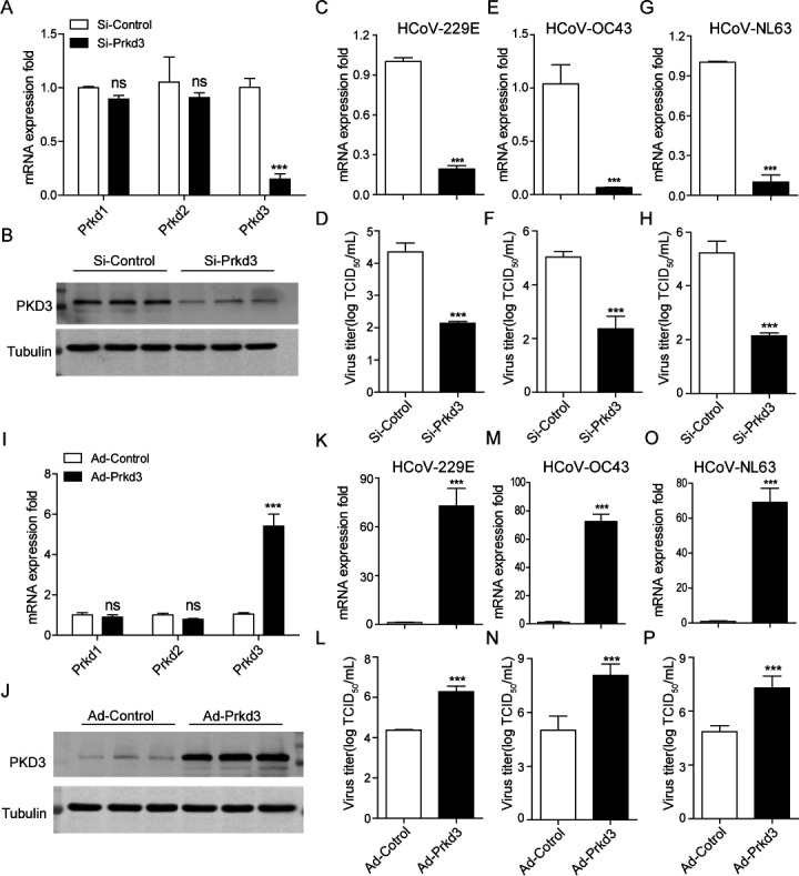 Inhibition of protein kinase D and its substrate phosphatidylinositol-4 kinase III beta blocks common human coronavirus replication.