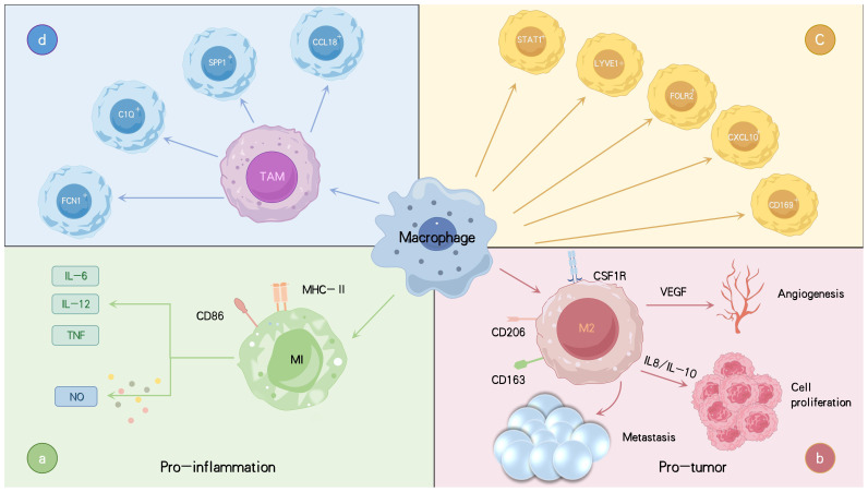 Interactions between tumor-associated macrophages and regulated cell death: therapeutic implications in immuno-oncology.