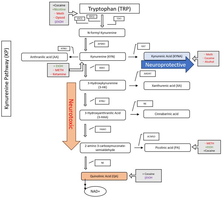 Impact of Substance Use Disorder on Tryptophan Metabolism Through the Kynurenine Pathway: A Narrative Review.