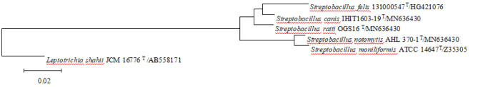Rat-Bite Fever due to the genus <i>Streptobacillus</i>.