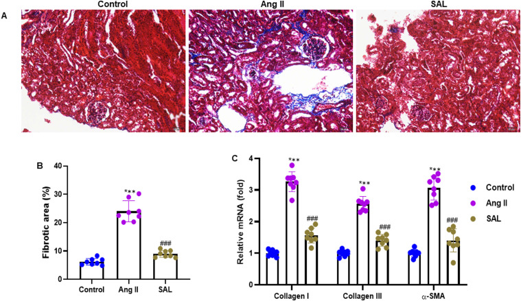 Salidroside Pre-Treatment Inhibits Hypertensive Renal Injury and Fibrosis Through Inhibiting Wnt/β-Catenin Pathway.