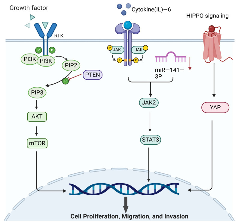 Research Advances in Adenomyosis-Related Signaling Pathways and Promising Targets.