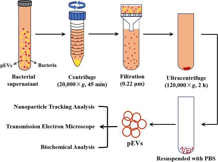 Impact of probiotics-derived extracellular vesicles on livestock gut barrier function.