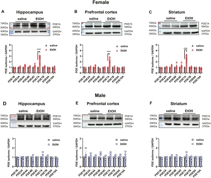 Correction to: Identification of Phosphodiesterase-7A (PDE7A) as a Novel Target for Reducing Ethanol Consumption in Mice.
