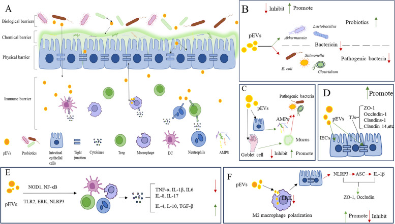 Impact of probiotics-derived extracellular vesicles on livestock gut barrier function.
