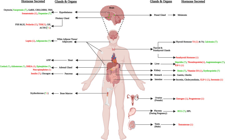 Hormones in malaria infection: influence on disease severity, host physiology, and therapeutic opportunities.