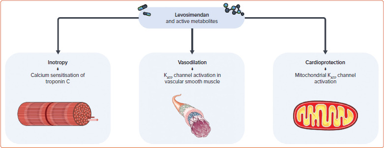 Levosimendan, a Promising Pharmacotherapy in Cardiogenic Shock: A Comprehensive Review.