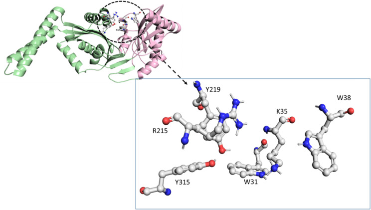 Discovery of potential natural therapeutics targeting cell wall biosynthesis in multidrug-resistant Enterococcus faecalis: a computational perspective.
