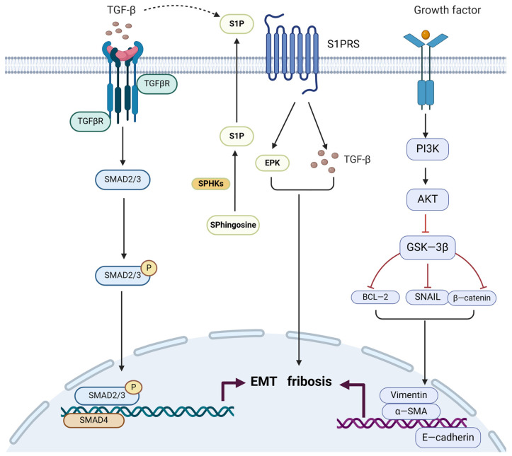 Research Advances in Adenomyosis-Related Signaling Pathways and Promising Targets.
