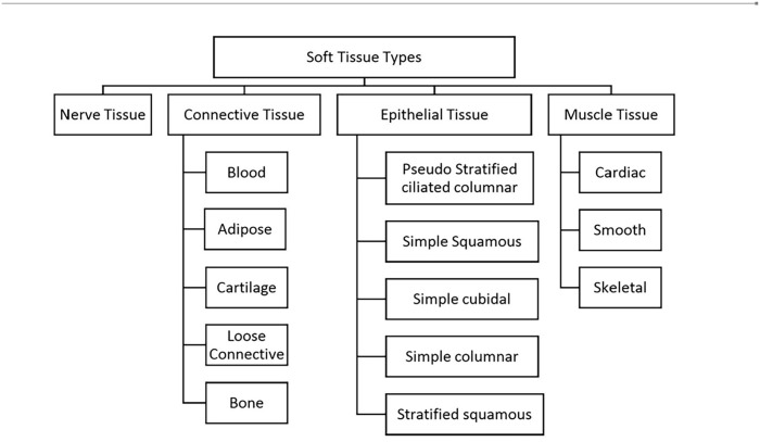 On Mechanical Behavior and Characterization of Soft Tissues.