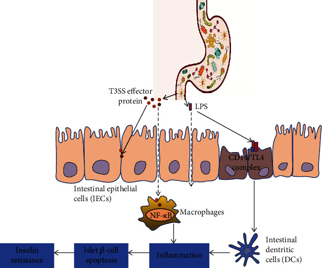 Type III Secretion System in Intestinal Pathogens and Metabolic Diseases.
