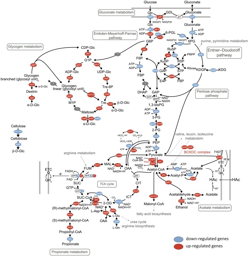 A respiro-fermentative strategy to survive nanoxia in Acidobacterium capsulatum.
