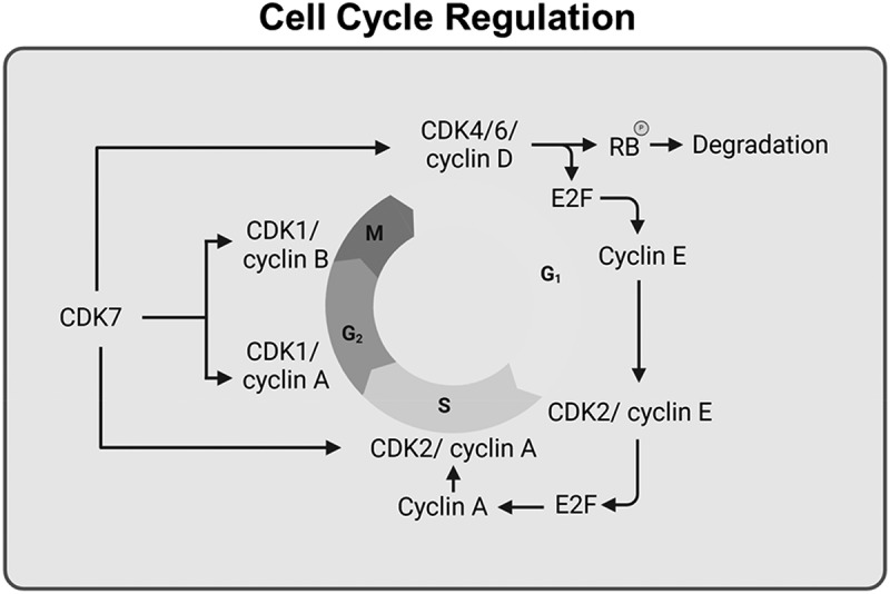 The involvement of cyclin-dependent kinase 7 (CDK7) and 9 (CDK9) in coordinating transcription and cell cycle checkpoint regulation.