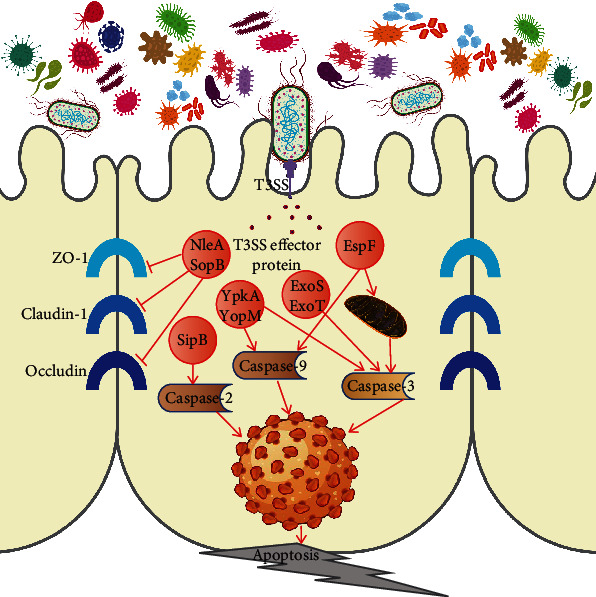 Type III Secretion System in Intestinal Pathogens and Metabolic Diseases.