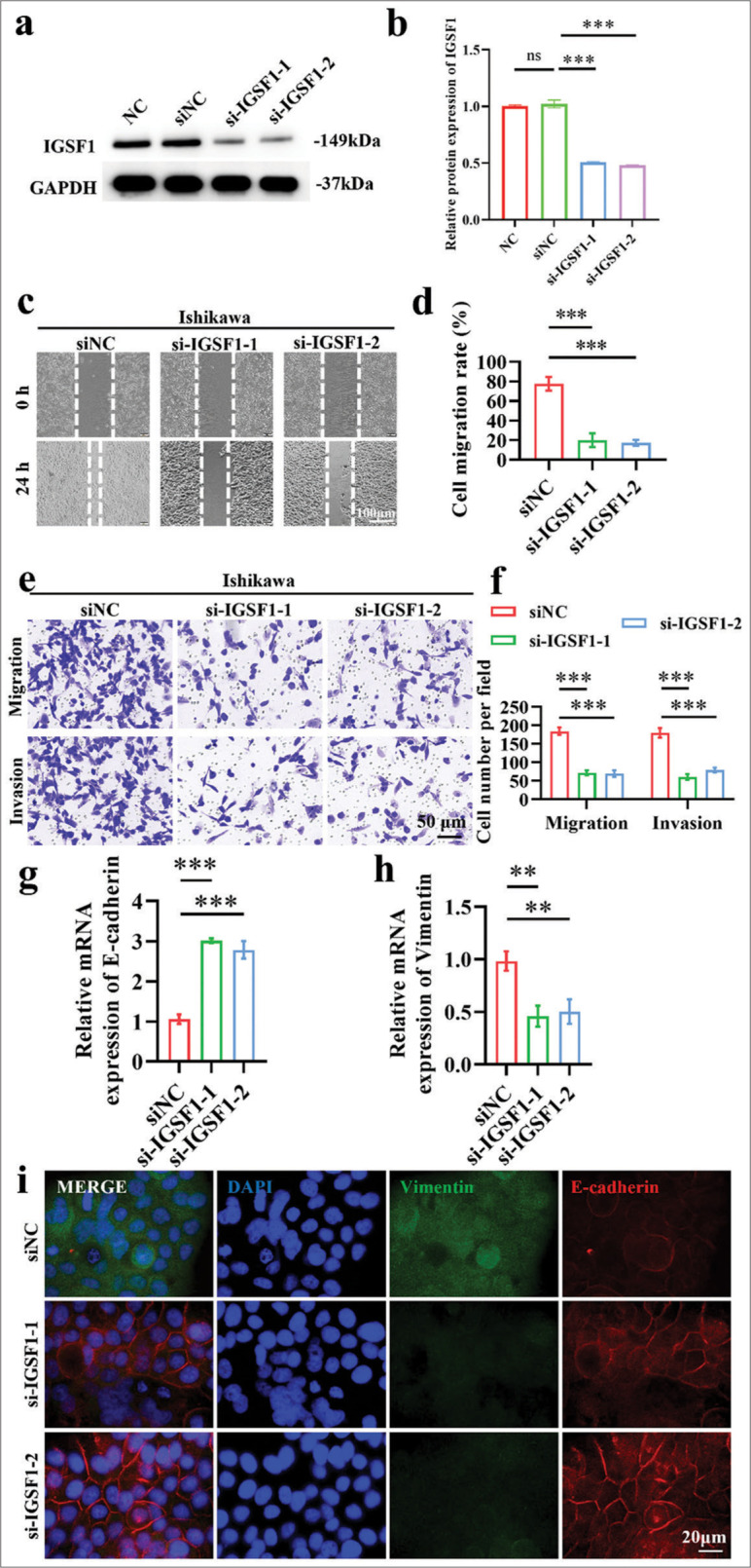 Immunoglobulin superfamily member 1 upregulates myc proto-oncogene to accelerate invasion and metastasis of endometrial cancer: Molecular mechanisms and therapeutic prospects.