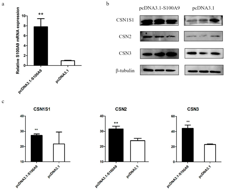 <i>S100A9</i> Affects Milk Protein Content by Regulating Amino Acid Transporters and the PI3K-Akt, WNT, and mTOR Signaling Pathways.