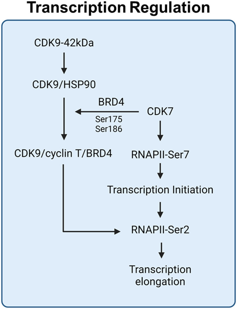 The involvement of cyclin-dependent kinase 7 (CDK7) and 9 (CDK9) in coordinating transcription and cell cycle checkpoint regulation.
