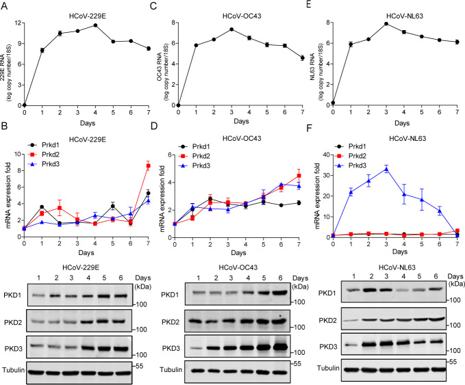 Inhibition of protein kinase D and its substrate phosphatidylinositol-4 kinase III beta blocks common human coronavirus replication.