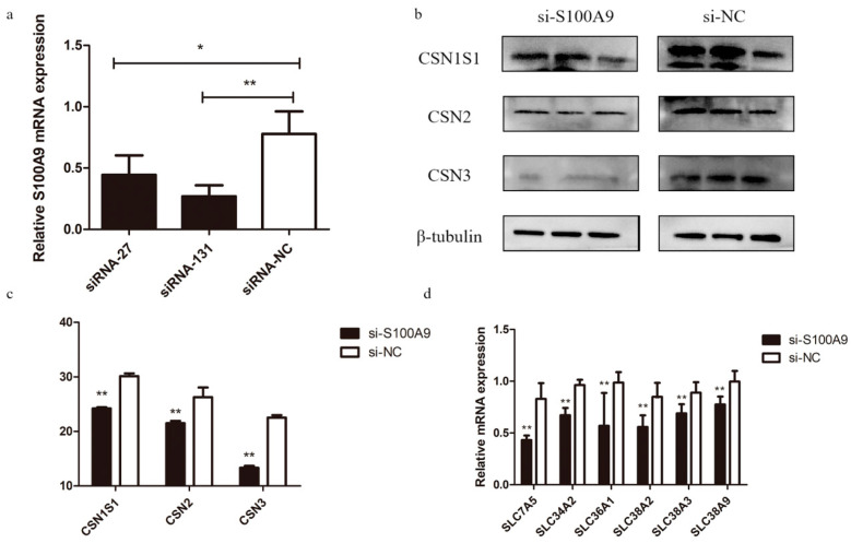 <i>S100A9</i> Affects Milk Protein Content by Regulating Amino Acid Transporters and the PI3K-Akt, WNT, and mTOR Signaling Pathways.