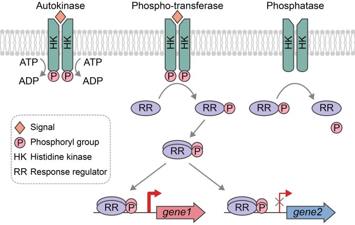 Key roles of two-component systems in intestinal signal sensing and virulence regulation in enterohemorrhagic Escherichia coli.