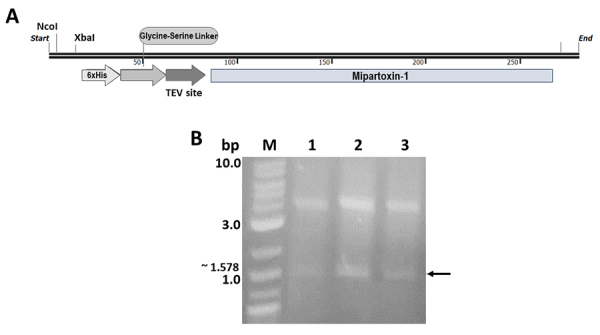 Immunogenic potential and neutralizing ability of a heterologous version of the most abundant three-finger toxin from the coral snake <i>Micrurus mipartitus</i>.