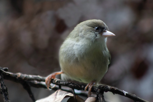 Starting From Scratch: Husbandry Techniques to Establish the First Population of 'Akikiki (Oreomystis bairdi) in Human Care Using Wild-Collected Eggs.
