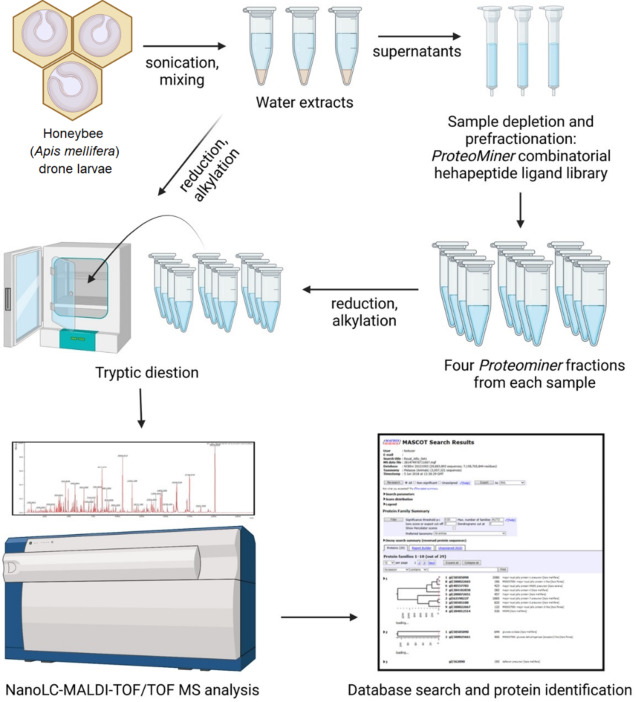 Insights into the nutritional value of honeybee drone larvae (Apis mellifera) through proteomic profiling.