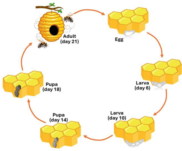 Insights into the nutritional value of honeybee drone larvae (Apis mellifera) through proteomic profiling.