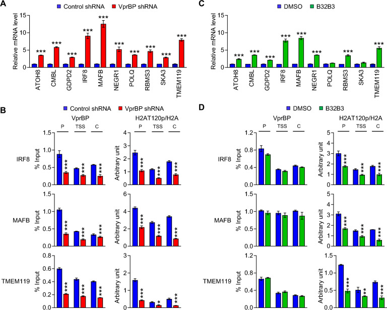 VprBP regulates osteoclast differentiation via an epigenetic mechanism involving histone H2A phosphorylation.