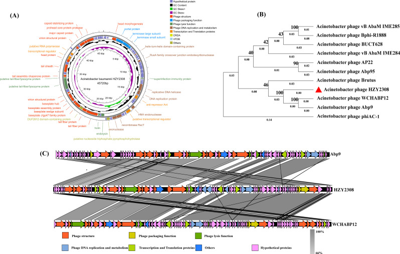 Characterization of phage HZY2308 against Acinetobacter baumannii and identification of phage-resistant bacteria.