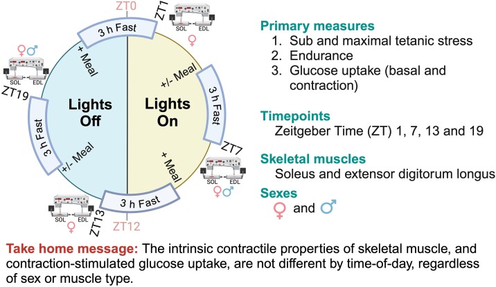 Intrinsic Skeletal Muscle Function and Contraction-Stimulated Glucose Uptake Do Not Vary by Time-of-Day in Mice.